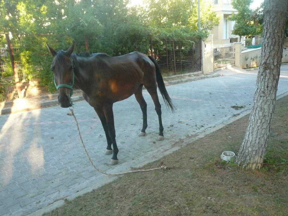 Κρυονέρι Αττικής: Πόσο νερό χρειάζεται ένα άλογο;